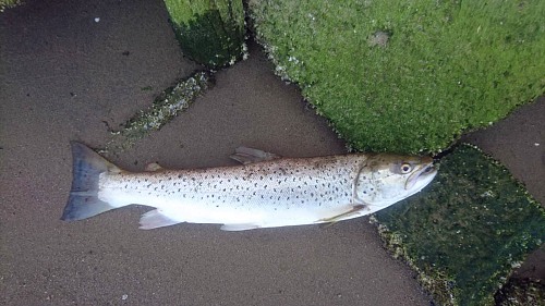 Rügen
Sea trout<br />
Fish (above and below the water; preferably no trophy pictures)
C. Knoll